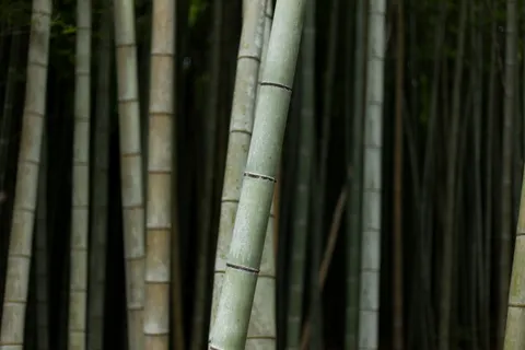 Arashiyama — rừng tre, cầu Togetsukyo, Tenryu-ji Kyoto 2026
