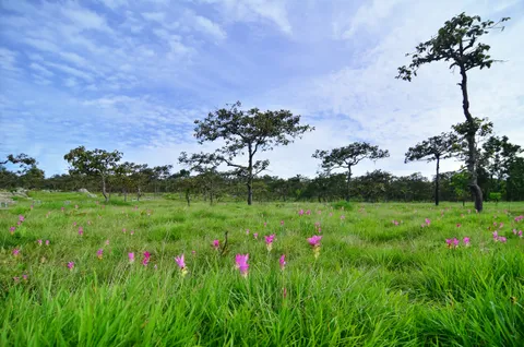Chaiyaphum mùa hoa Siam tulip — Pa Hin Ngam & Mor Hin Khao