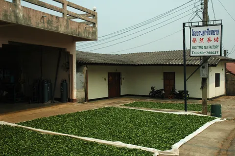 Doi Mae Salong: bản Hoa kiều & đồi trà ô long Chiang Rai