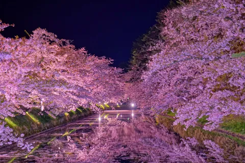 Lâu đài Hirosaki — vạn cánh anh đào trôi kín hào thành