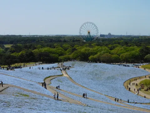 Hitachi Seaside Park — nemophila xanh & kochia đỏ Ibaraki