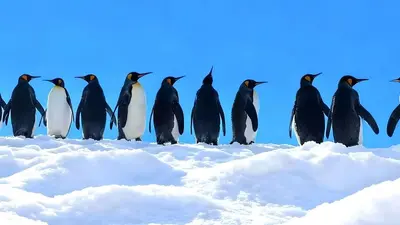 Chi phí du lịch Hokkaido 2026 tiết kiệm, trung bình, sang