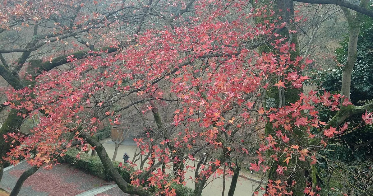 แพลนเที่ยวญี่ปุ่นใบไม้เปลี่ยนสี 7 วัน โทโฮคุ นิกโก้ เกียวโต