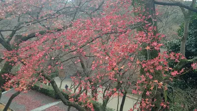 แพลนเที่ยวญี่ปุ่นใบไม้เปลี่ยนสี 7 วัน โทโฮคุ นิกโก้ เกียวโต