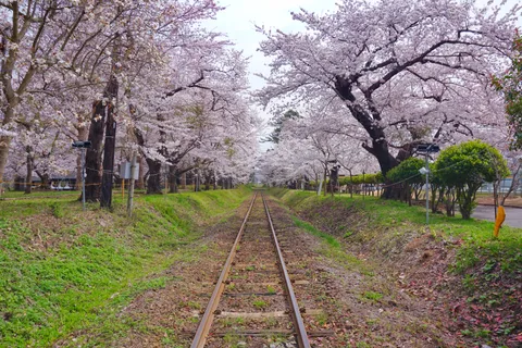 Ngắm hoa anh đào Nhật Bản 2026 — Cẩm nang Hanami A-Z