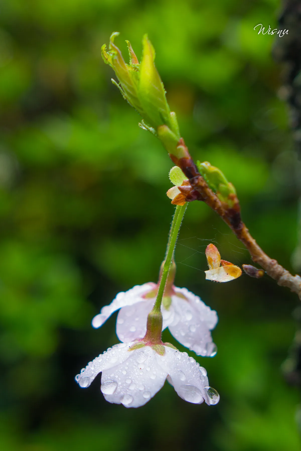 แพลนเที่ยวญี่ปุ่นหน้าซากุระ 7 วัน จุดชมซากุระที่ดีที่สุด