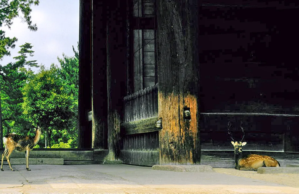 เที่ยวนารา 1 วัน — ดูกวาง วัดโทไดจิ คาสึงะ ครบจบ