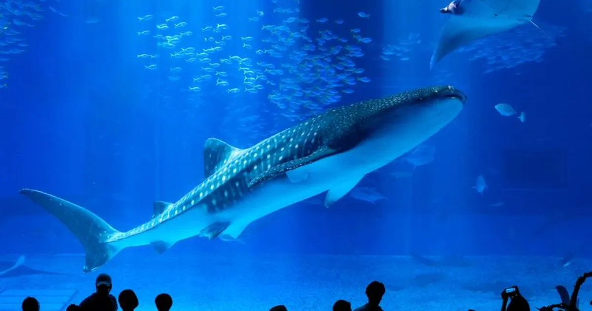 เที่ยวโอกินาว่า ครบจบ ทะเล วัฒนธรรม สายดำน้ำ 2026