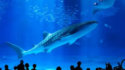 เที่ยวโอกินาว่า ครบจบ ทะเล วัฒนธรรม สายดำน้ำ 2026