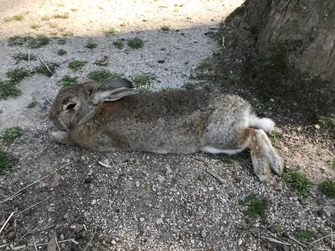 Đảo thỏ Okunoshima — đi phà Tadanoumi, cho thỏ ăn