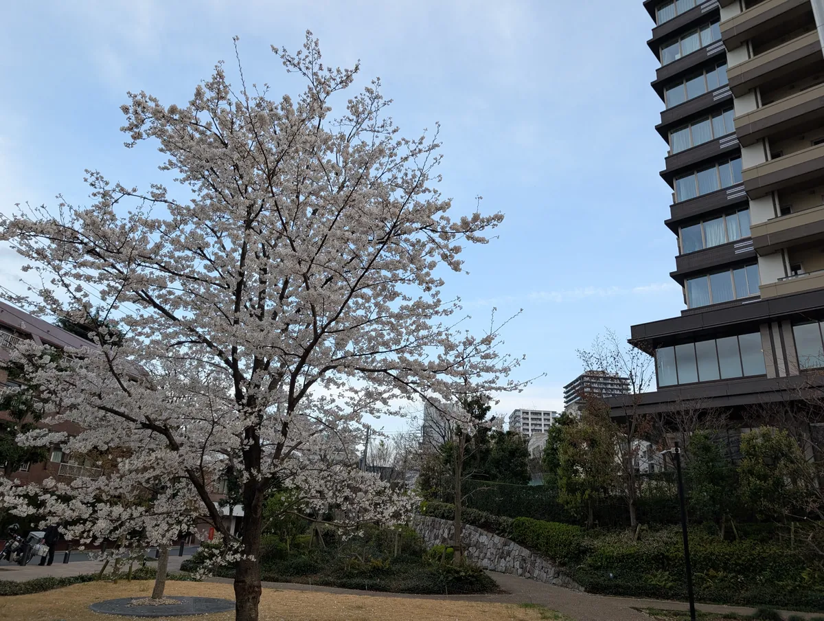 ซากุระ 2026 บานเมื่อไหร่? พยากรณ์ + จุดชมที่ดีสุด