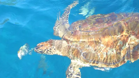 Tour Similan từ Khao Lak — lặn ngắm san hô, mùa mở cửa 2026