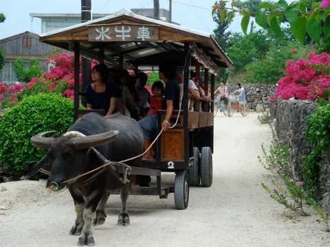 Đảo Taketomi — nhà ngói đỏ, xe trâu và bãi Kaiji cát sao ở