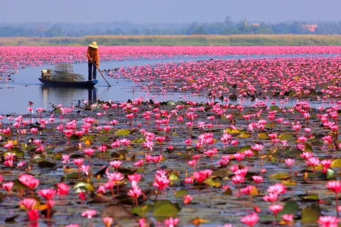 Udon Thani mùa biển sen hồng — Talay Bua Daeng nở rộ mặt
