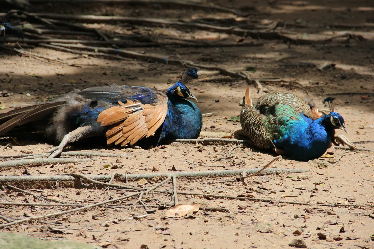 Du lịch Việt Nam 7 ngày Bắc vào Nam 2026 — Hà Nội, Hạ Long,