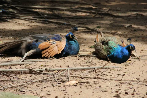 Du lịch Việt Nam 7 ngày Bắc vào Nam 2026 — Hà Nội, Hạ Long,