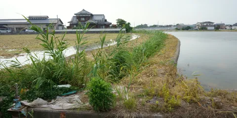Yanagawa — đi thuyền donko & lươn seiro mushi gần Fukuoka